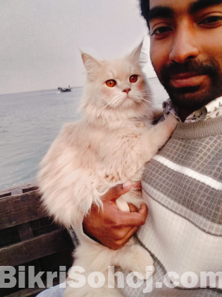 পার্সিয়ান ছেলে বিড়াল